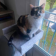 Michka a rejoint le concours — aidez-le/la à gagner de superbes lots ! animal, calico_cat, cat, cat_tree, curious, daylight, ears, feline, furniture, greenery, home, indoor, looking, nature_outside, perched, pet, tail, tree, whiskers, window