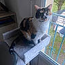 animal, calico_cat, cat, cat_tree, curious, daylight, ears, feline, furniture, greenery, home, indoor, looking, nature_outside, perched, pet, tail, tree, whiskers, window