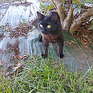 Vanille a rejoint le concours — aidez-le/la à gagner de superbes lots ! cat, black_cat, outdoor, grass, tree, yellow_eyes, animal, nature, leaves, curious, pet, feline, ground, tarp, plant, daylight, mammal, closeup, wildlife, forest