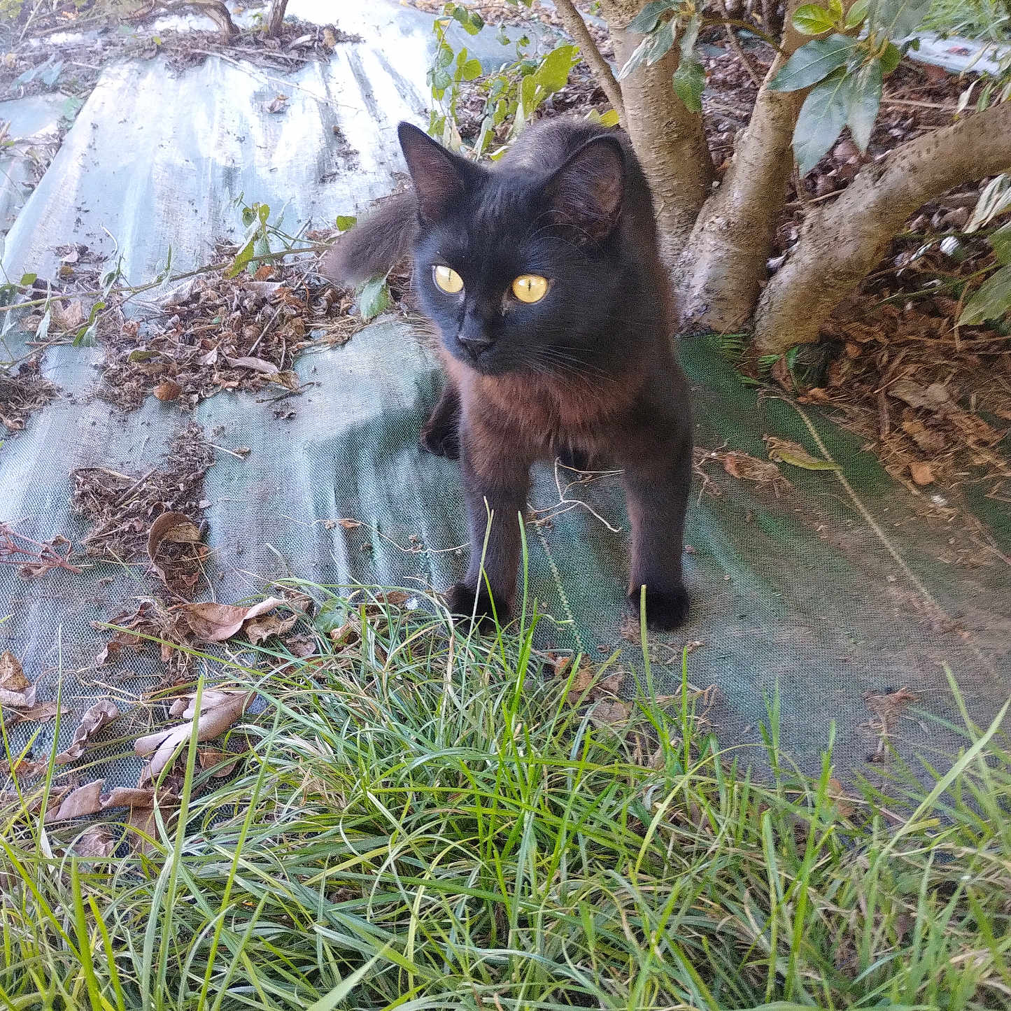 Vanille a rejoint le concours — aidez-le/la à gagner de superbes lots ! animal, black_cat, cat, closeup, curious, daylight, feline, forest, grass, ground, leaves, mammal, nature, outdoor, pet, plant, tarp, tree, wildlife, yellow_eyes
