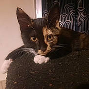 Lapine a rejoint le concours — aidez-le/la à gagner de superbes lots ! animal, black_cat, cat, close_up, curious, eyes, feline, fur, indoors, kitten, lying_down, mixed_color, orange_cat, patterned_curtain, paws, pet, relaxed, soft_lighting, texture, whiskers