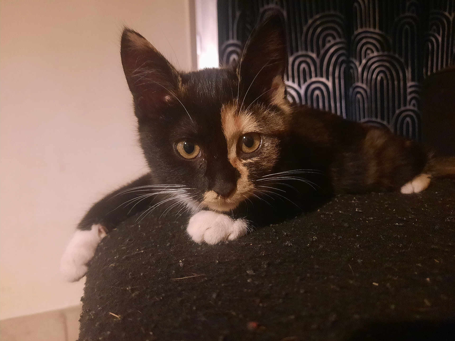 Lapine a rejoint le concours — aidez-le/la à gagner de superbes lots ! animal, black_cat, cat, close_up, curious, eyes, feline, fur, indoors, kitten, lying_down, mixed_color, orange_cat, patterned_curtain, paws, pet, relaxed, soft_lighting, texture, whiskers