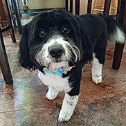Josie is registered to the contest to win money with this photo: dog, black_and_white, bow_tie, indoor, floor, tile_floor, pet, cute, animal, looking_up, furniture, chair, table, domestic, mammal, companion_animal, fur, whiskers, tail, curious