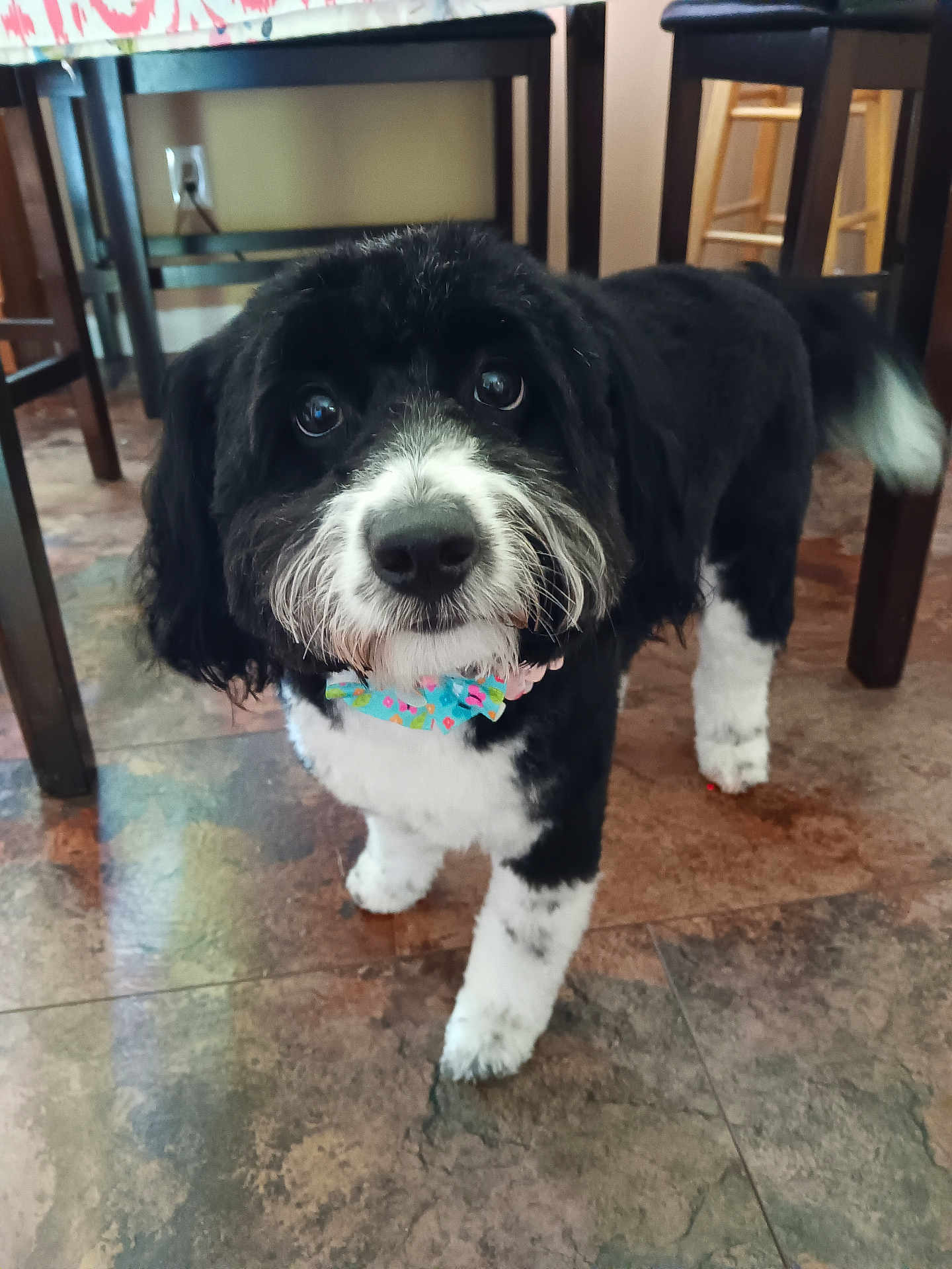 Josie