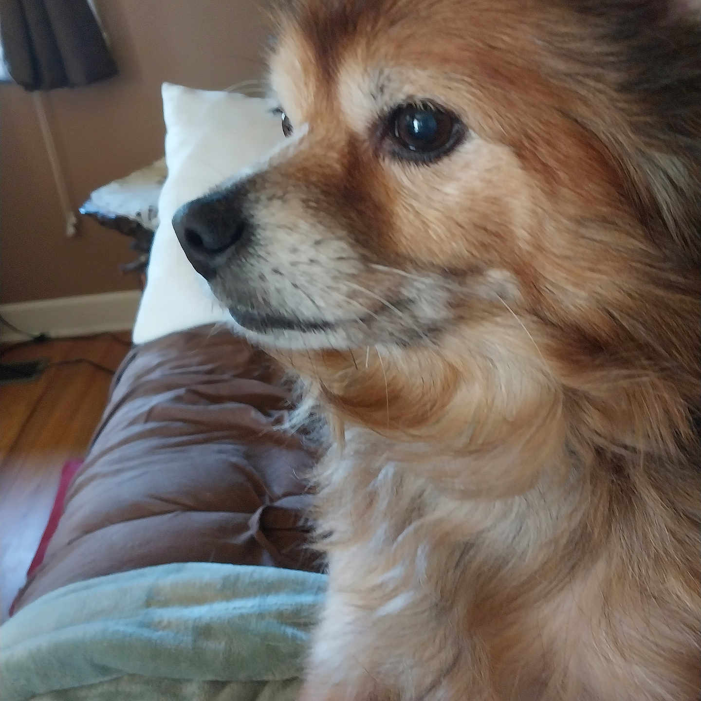 Chloe is registered to the contest to win money with this photo: animal, architecture, building, canine, chihuahua, cockerspaniel, couch, cushion, dog, eskimodog, furniture, goldenretriever, homedecor, indoors, interiordesign, livingroom, papillon, pet, puppy, room