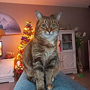 Sakura a rejoint le concours — aidez-le/la à gagner de superbes lots ! cat, tabby_cat, indoor, living_room, christmas_tree, decorations, furniture, couch, pet, animal, holiday, festive, cozy, portrait, sitting, cute, domestic_cat, whiskers, green_eyes, relaxed