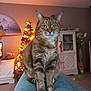 cat, tabby_cat, indoor, living_room, christmas_tree, decorations, furniture, couch, pet, animal, holiday, festive, cozy, portrait, sitting, cute, domestic_cat, whiskers, green_eyes, relaxed