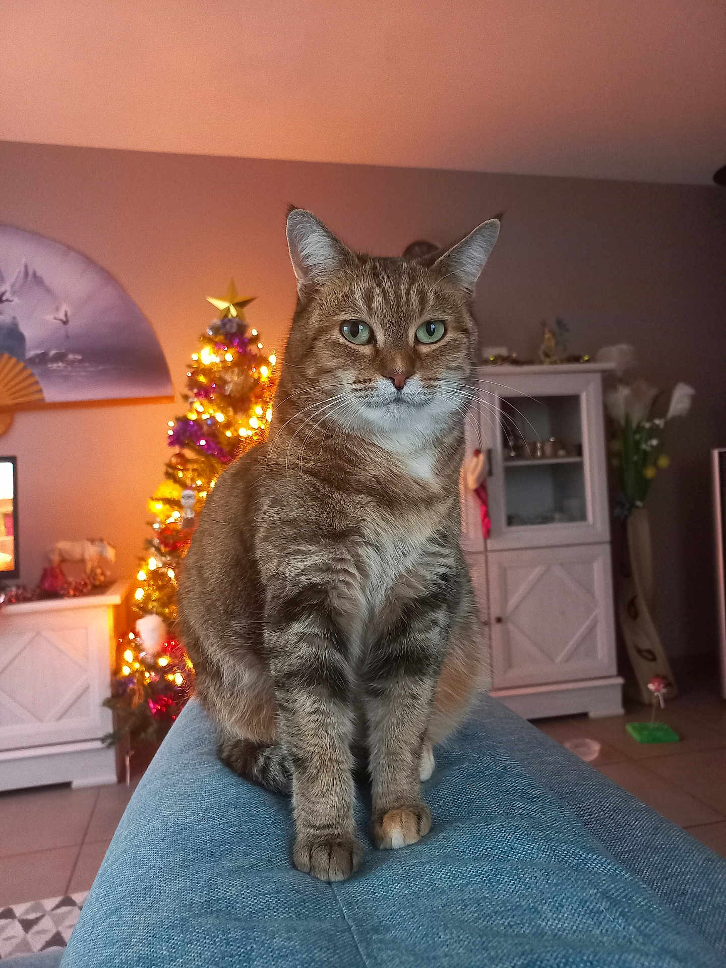 Sakura a rejoint le concours — aidez-le/la à gagner de superbes lots ! cat, tabby_cat, indoor, living_room, christmas_tree, decorations, furniture, couch, pet, animal, holiday, festive, cozy, portrait, sitting, cute, domestic_cat, whiskers, green_eyes, relaxed