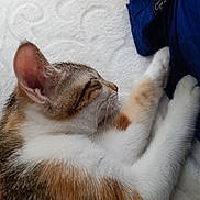 Litchi a rejoint le concours — aidez-le/la à gagner de superbes lots ! cat, sleeping, resting, fur, white, brown, orange, paw, ear, side_view, indoor, soft_surface, patterned, blue_fabric, cute, pet, animal, calm, cozy, relaxed