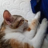cat, sleeping, resting, fur, white, brown, orange, paw, ear, side_view, indoor, soft_surface, patterned, blue_fabric, cute, pet, animal, calm, cozy, relaxed