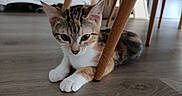 Litchi participe au concours pour gagner de l'argent avec cette photo : animal, calico, cat, cat_tree, chair_leg, closeup, cozy, curious, cute, domestic, floor, furniture, home, indoor, kitten, pet, playful, resting, wooden_floor, young_cat