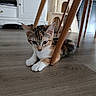 Litchi participe au concours pour gagner de l'argent avec cette photo : kitten, cat, calico, floor, wooden_floor, chair_leg, indoor, furniture, cat_tree, pet, animal, cute, young_cat, curious, playful, domestic, resting, closeup, home, cozy