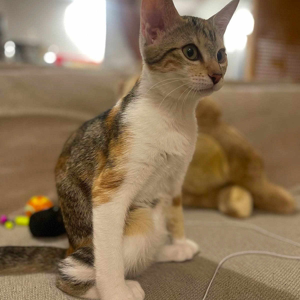 Litchi participe au concours pour gagner de l'argent avec cette photo : cat, calico, pet, indoor, couch, toy, string_toy, plush_teddy_bear, furniture, animal, closeup, curious, sitting, fur, whiskers, ears, eyes, cute, domestic_animal, home