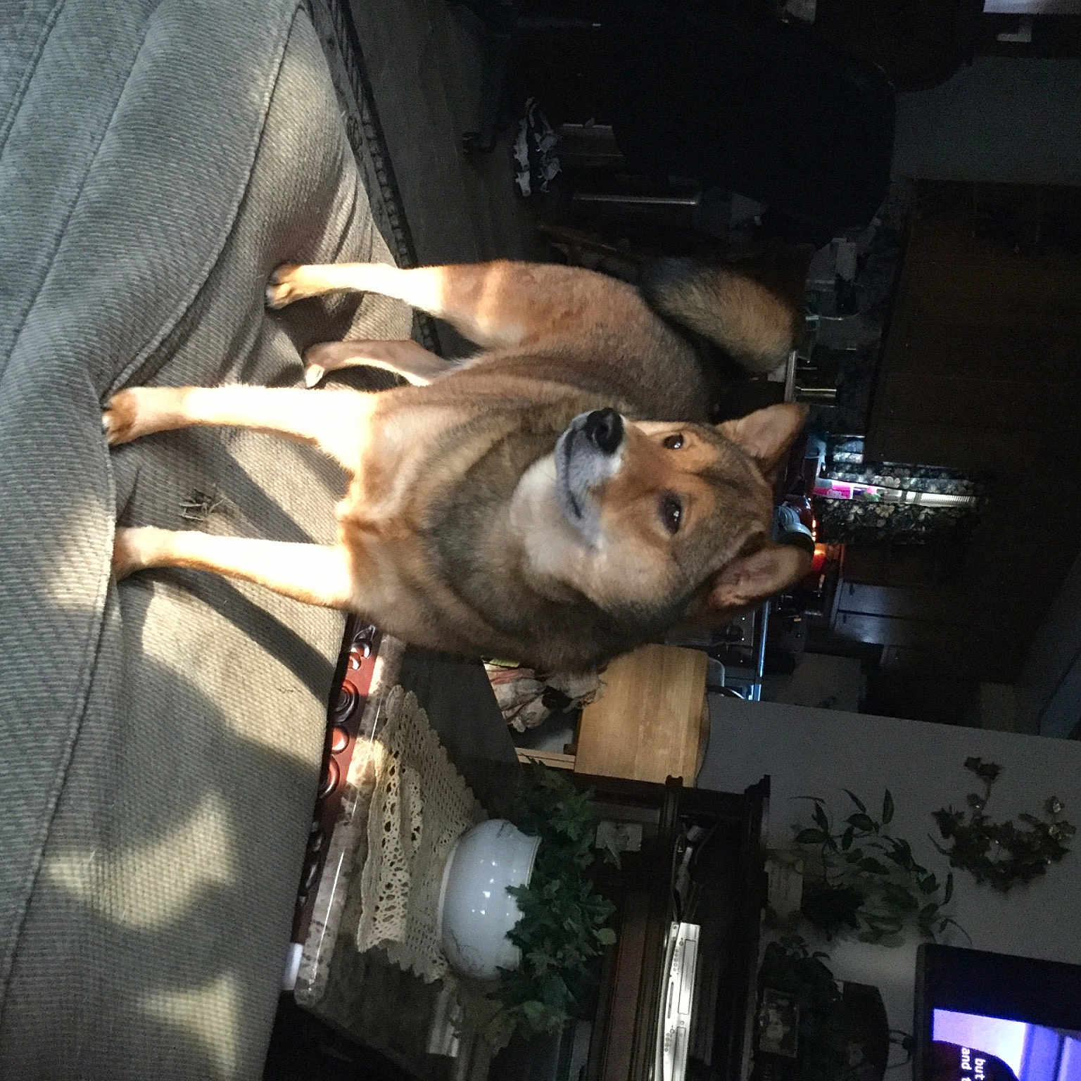 Jax is registered to the contest to win money with this photo: canidae, carnivore, dog, dog_breed, fawn, non_sporting_group, sporting_group