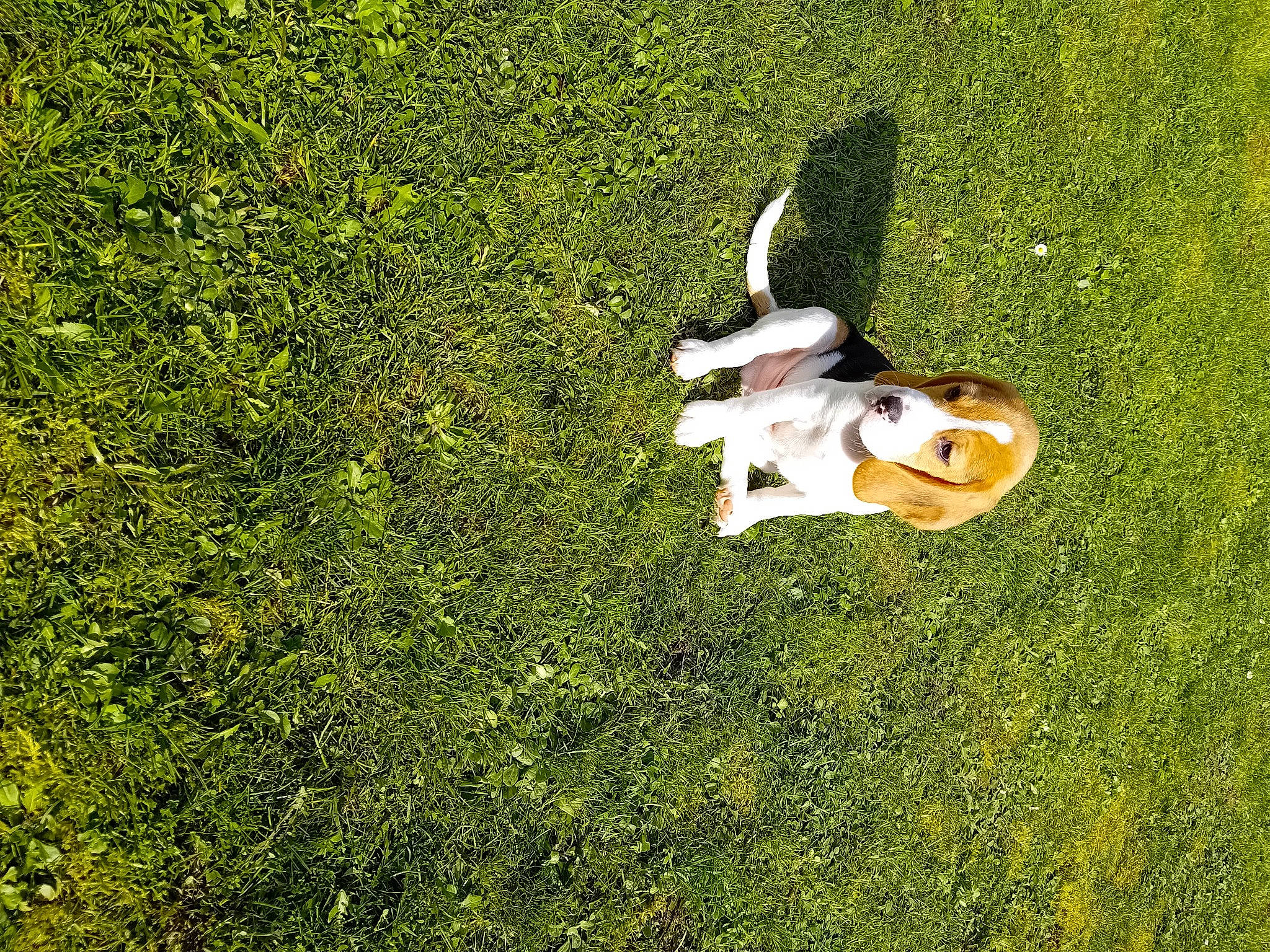 Oslo participe au concours pour gagner de l'argent avec cette photo : canidae, carnivore, companion_dog, dog, dog_breed, fawn, field, grass, grassland, groundcover, lawn, meadow, natural_landscape, pasture, people_in_nature, plant, shrub, sporting_group, tail, toy