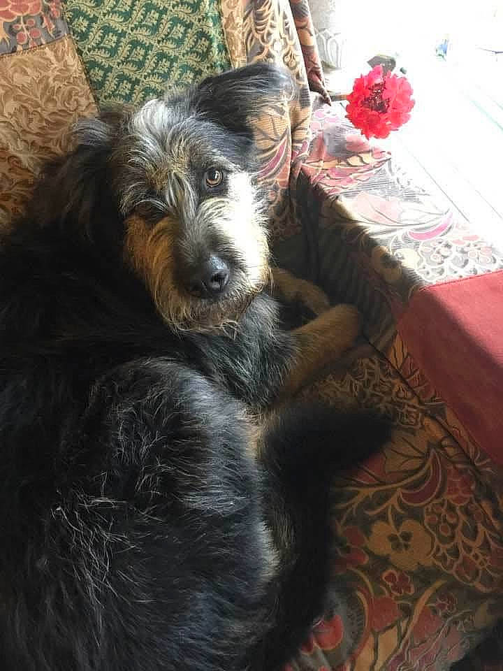 Sir Nigel is registered to the contest to win money with this photo: carnivore, comfort, companion_dog, dog, dog_breed, flower, fur, linens, liver, plant, rose, schnauzer, small_terrier, snout, sporting_group, table, tablecloth, terrier, toy_dog, water_dog