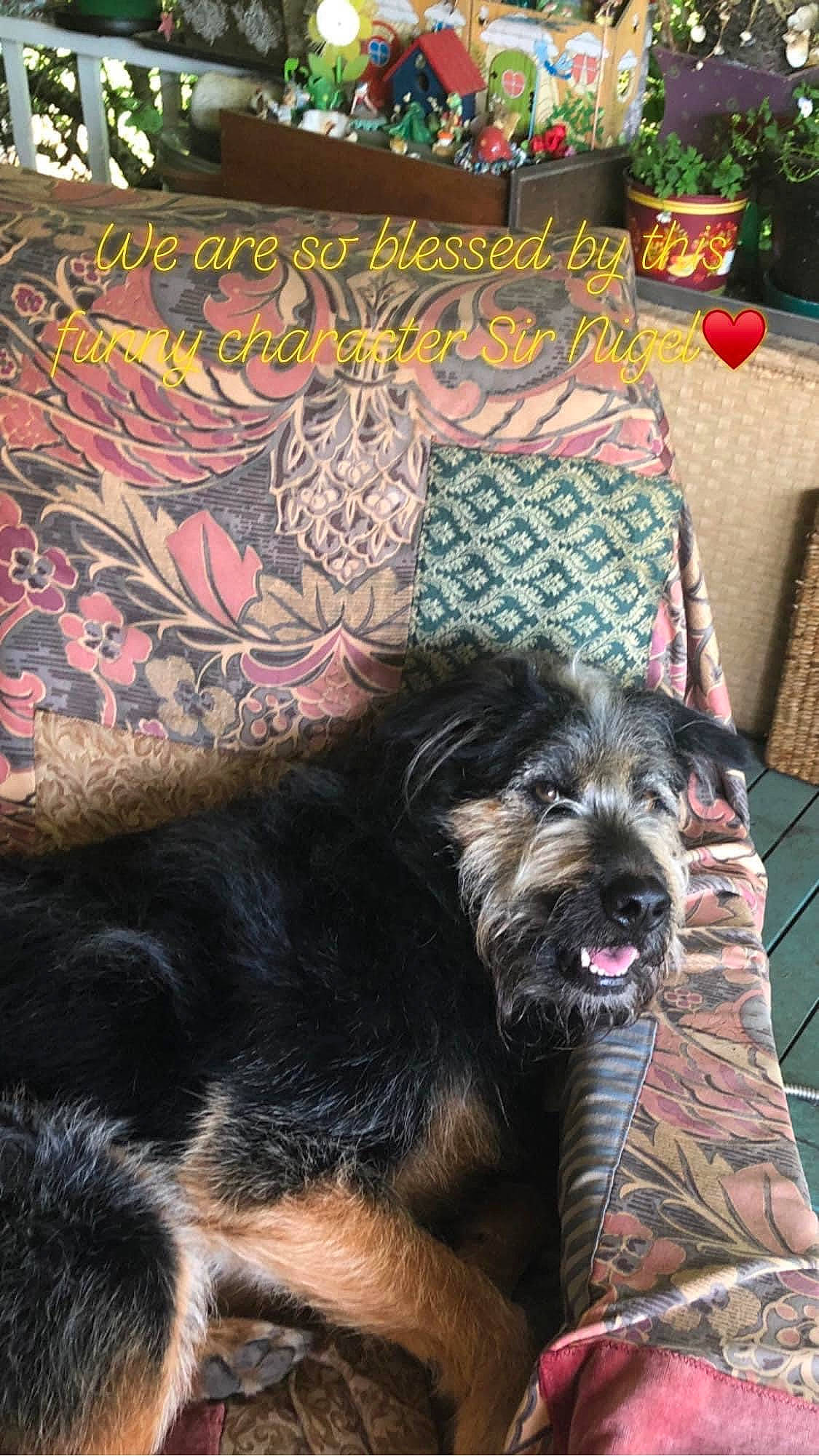 Sir Nigel is registered to the contest to win money with this photo: art, canidae, carnivore, comfort, companion_dog, couch, dog, dog_breed, dog_supply, flooring, fur, paw, schnauzer, small_terrier, snout, sporting_group, terrestrial_animal, terrier, visual_arts, working_animal