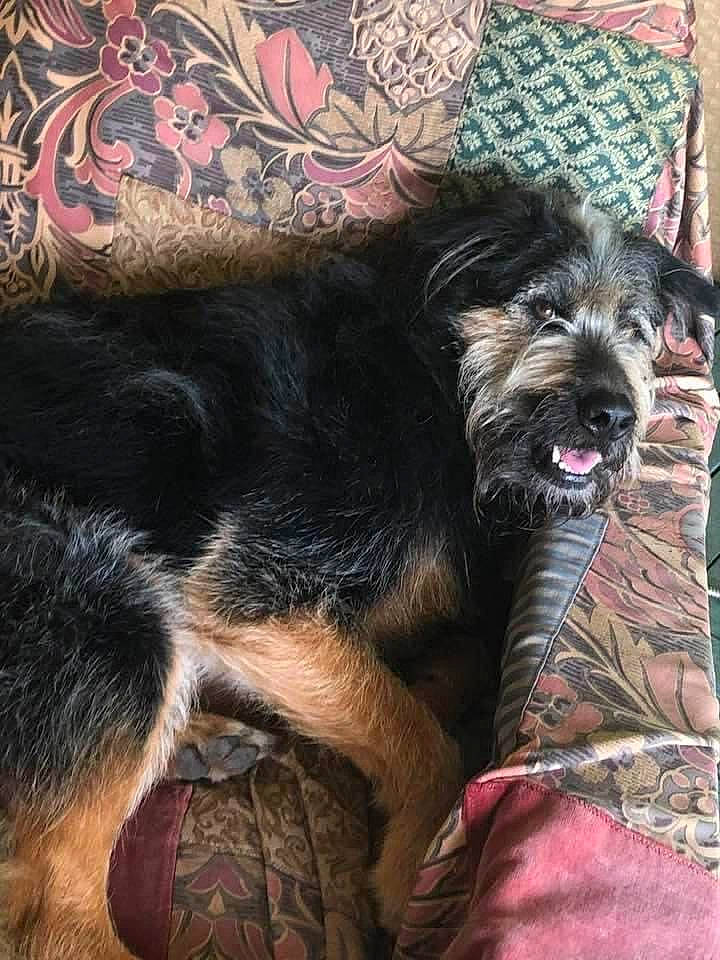 Sir Nigel is registered to the contest to win money with this photo: carnivore, comfort, companion_dog, dog, dog_breed, dog_supply, ear, fur, nap, rose, small_terrier, sporting_group, terrier, toy_dog, working_animal, working_dog, yorkipoo