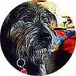 Sir Nigel is registered to the contest to win money with this photo: ancient_dog_breeds, art, canidae, carnivore, circle, companion_dog, dog, dog_breed, drawing, fictional_character, font, graphics, illustration, painting, snout, sporting_group, terrier, working_animal