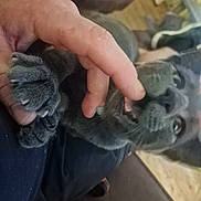 Paisley joined the competition — help win amazing prizes! animal, bite, cat, claw, closeup, couch, cozy, domestic_cat, finger, fur, furniture, gray_cat, hand, indoor, mischief, nail, paw, person, pet, playful