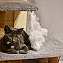 animal, carpeted_platform, cat, cat_tree, cozy, cute, domestic_cat, ears, feline, fluffy_toy, furniture, gray_cat, household, indoor, paws, pet, relaxed, resting, toy, whiskers