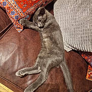 Peter Mantova is registered to the contest to win money with this photo: animal, cat, couch, cozy, cushion, feline, fur, gray_cat, indoor, leather, orange_pillow, pet, pillow, relaxing, resting, sleeping, tail, textured_pillow, whiskers, wooden_floor