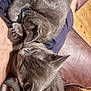 animal, arm, cat, close_up, cozy, domestic_animal, ears, feline, fur, gray_cat, indoor, lap, leather_chair, paw, person, pet, relaxed, resting, sleeping, wooden_floor