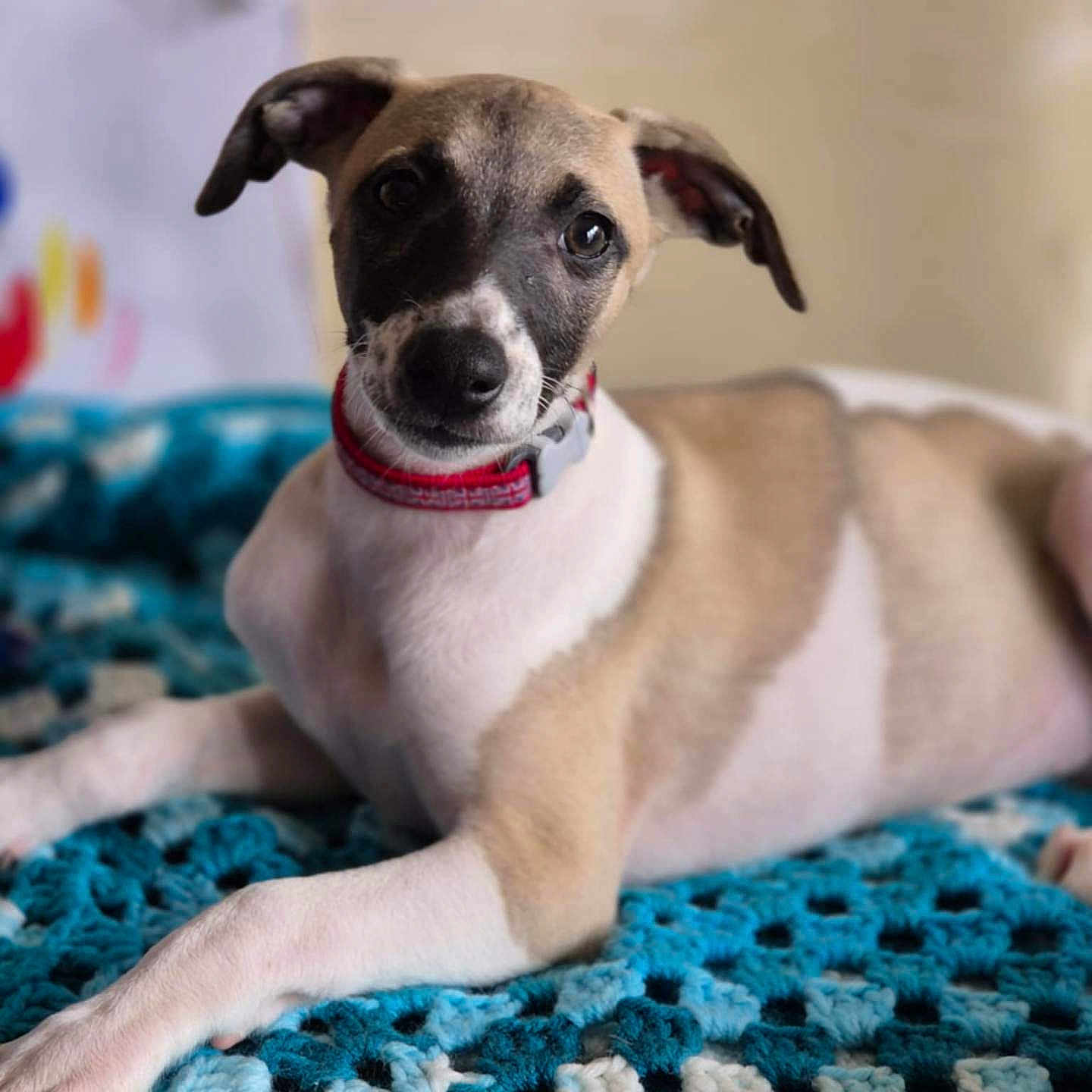 Vaiana participe au concours pour gagner de l'argent avec cette photo : animal, blanket, blue, brown, collar, crochet, cute, dog, ears, face, fur, indoor, laying_down, looking, pet, portrait, puppy, relaxed, white, young_dog