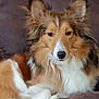 animal, brown, canine, closeup, companion, couch, cute, dog, domestic_animal, ears, face, fluffy, fur, indoor, pet, portrait, relaxed, resting, shetland_sheepdog, white