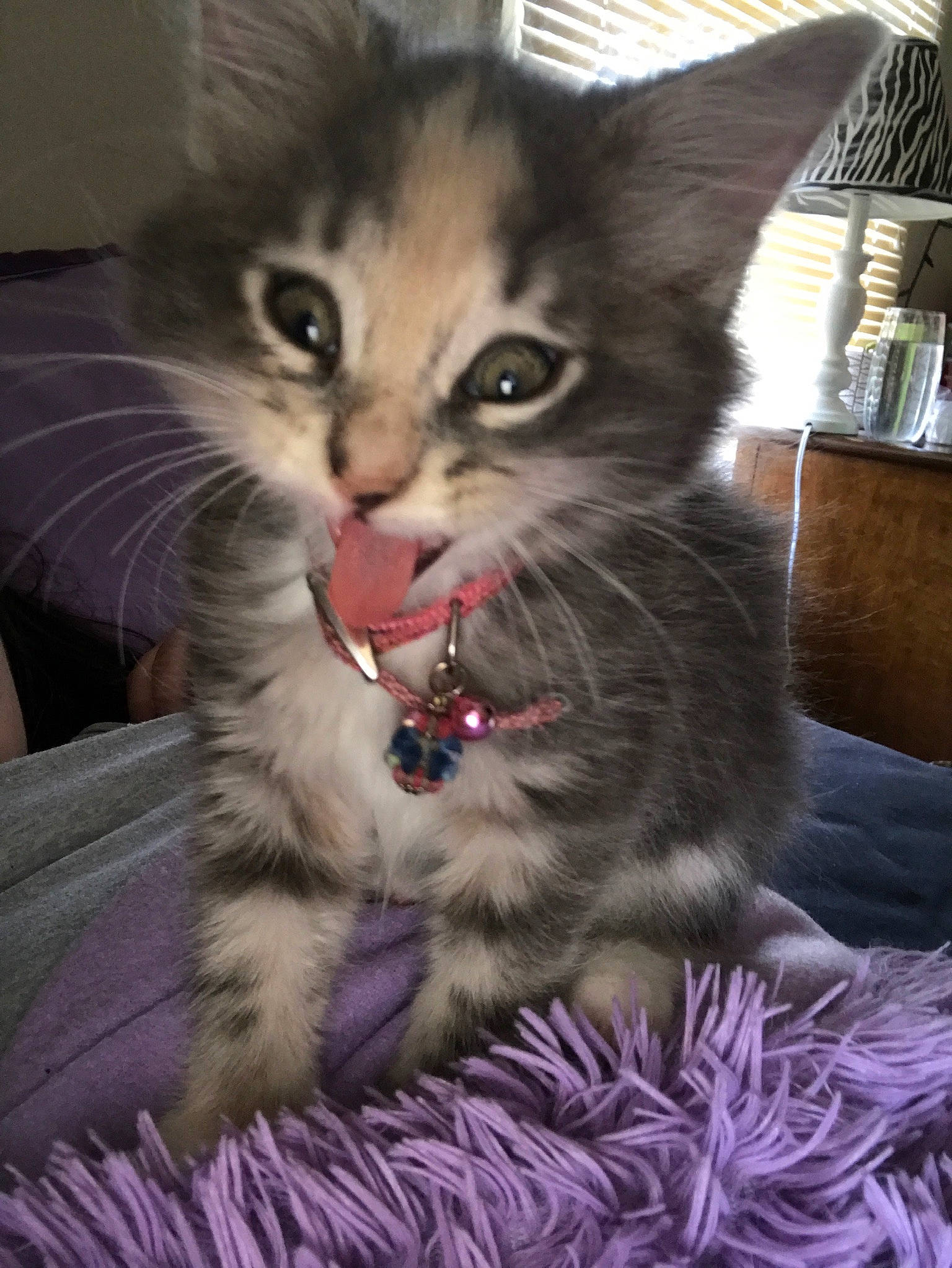 Indi joined the competition — help win amazing prizes! box, carnivore, cat, claw, comfort, domestic_short_haired_cat, felidae, fur, lap, paw, plant, shelf, small_to_medium_sized_cats, snout, tail, whiskers