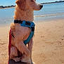 dog, beach, sand, water, sky, harness, leash, wet_fur, sunlight, outdoor, pet, canine, animal, seaside, daytime, calm, nature, portrait, sitting, profile