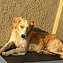 Frysouille participe au concours pour gagner de l'argent avec cette photo : dog, golden, fur, sunlight, shadow, lounging, wooden_deck, stucco_wall, outdoor, pet, relaxed, animal, canine, daylight, resting, looking, expression, ears, paws, tail