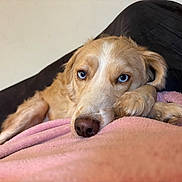 Frysouille participe au concours pour gagner de l'argent avec cette photo : dog, blue_eyes, blanket, couch, resting, indoor, cozy, fur, paw, nose, closeup, relaxed, pet, animal, canine, soft, comfort, lying_down, home, cute