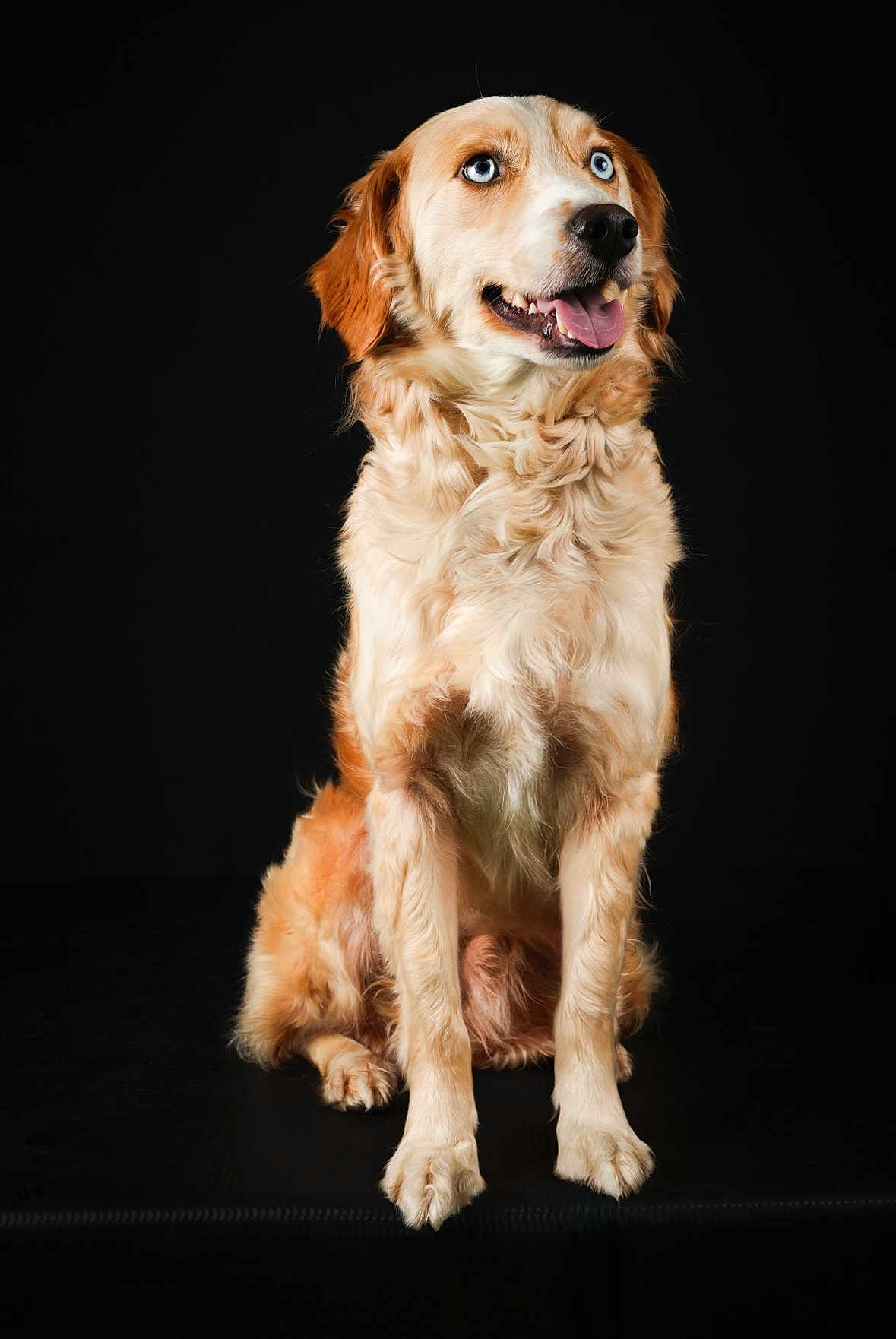 Frysouille a rejoint le concours — aidez-le/la à gagner de superbes lots ! dog, golden_dog, blue_eyes, sitting, panting, fur, portrait, animal, pet, studio, black_background, cute, fluffy, canine, mammal, domestic_animal, looking_away, happy, friendly, companion