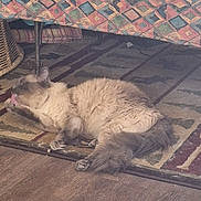 Fiona joined the competition — help win amazing prizes! cat, fluffy, indoor, rug, patterned_rug, licking, paw, quilt, colorful, wicker_basket, floor, relaxed, pet, animal, feline, resting, cozy, home, fur, tail