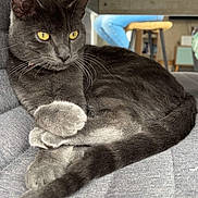 Velours a rejoint le concours — aidez-le/la à gagner de superbes lots ! cat, gray_cat, yellow_eyes, pet, animal, indoor, couch, furniture, relaxing, paw, fur, whiskers, domestic_cat, mammal, home, person_blurred, stool, seated, cozy, resting