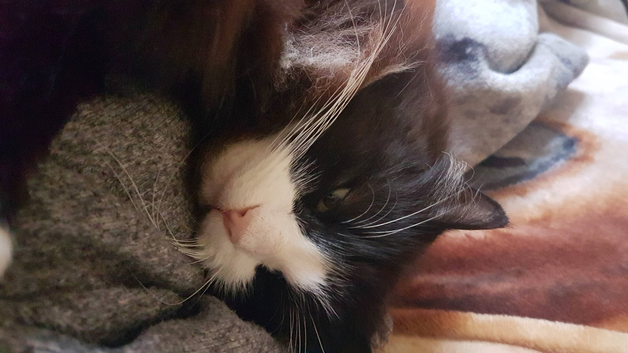 Sid joined the competition — help win amazing prizes! carnivore, cat, claw, comfort, domestic_short_haired_cat, felidae, foot, fur, nap, paw, small_to_medium_sized_cats, snout, tail, terrestrial_animal, whiskers