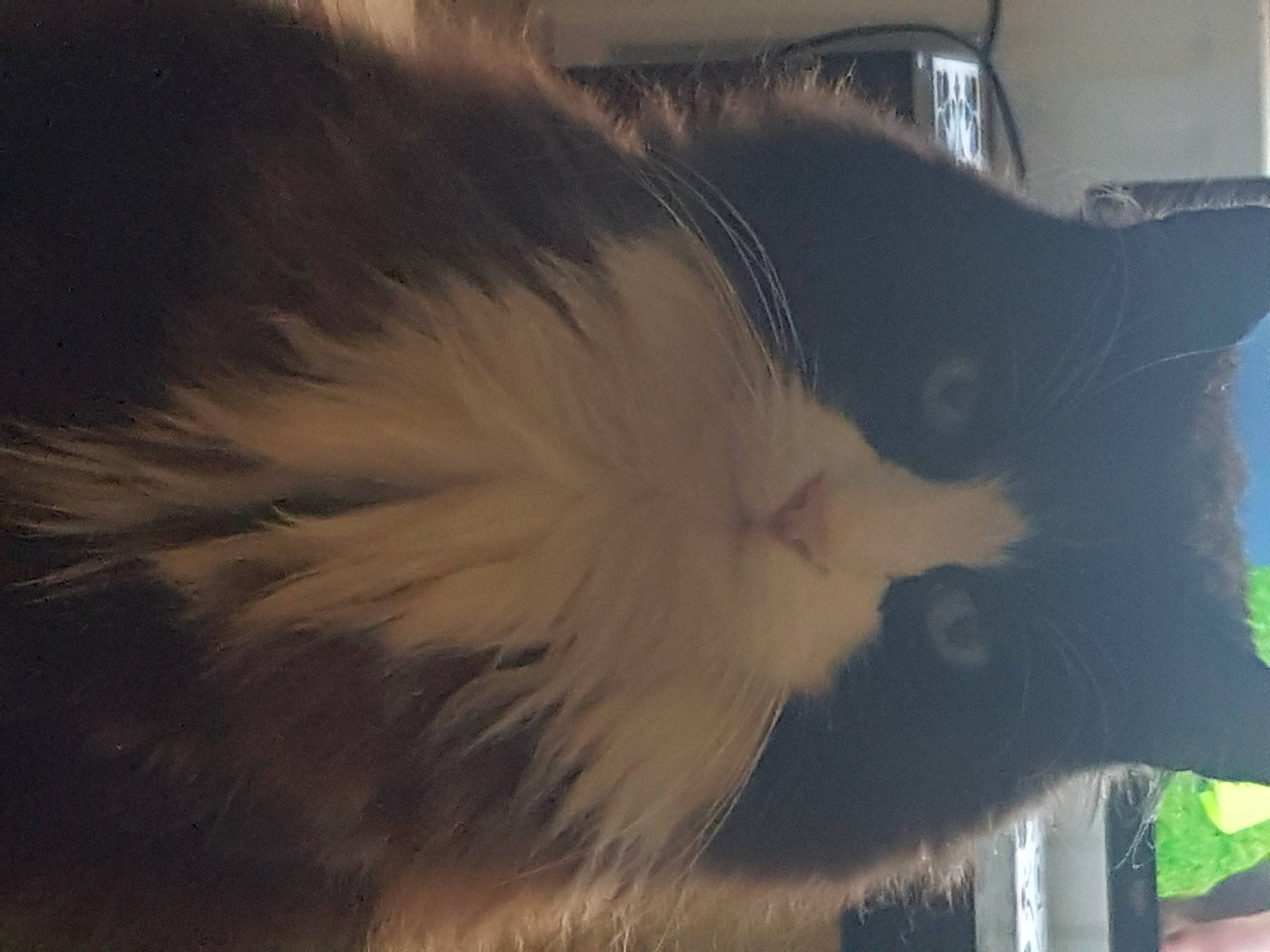 Sid joined the competition — help win amazing prizes! art, carnivore, cat, cloud, domestic_short_haired_cat, felidae, fur, paw, plant, shadow, sky, small_to_medium_sized_cats, snout, tail, tints_and_shades, tree, whiskers, window, wood