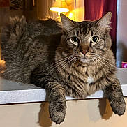 Karma is registered to the contest to win money with this photo: animal, books, bookshelf, cat, countertop, curious, domestic, eyes, fluffy, fur, furniture, home, indoor, lamp, living_room, paws, pet, relaxed, tabby, whiskers