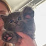 kitten, cat, pet, furry, paws, hand, person, indoor, window, blur, gray, cute, animal, young, feline, soft, closeup, face, holding, bright