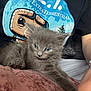 kitten, gray_cat, feline, pet, animal, fluffy, cute, young_cat, indoors, person, tshirt, cartoon_print, sitting, relaxed, soft_texture, bracelet, arm, closeup, cozy, resting