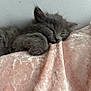 kitten, cat, sleeping, gray_fur, furry, pet, cute, cozy, blanket, velvet, soft_texture, resting, indoor, animal, fur, peaceful, closeup, relaxing, nap, adorable