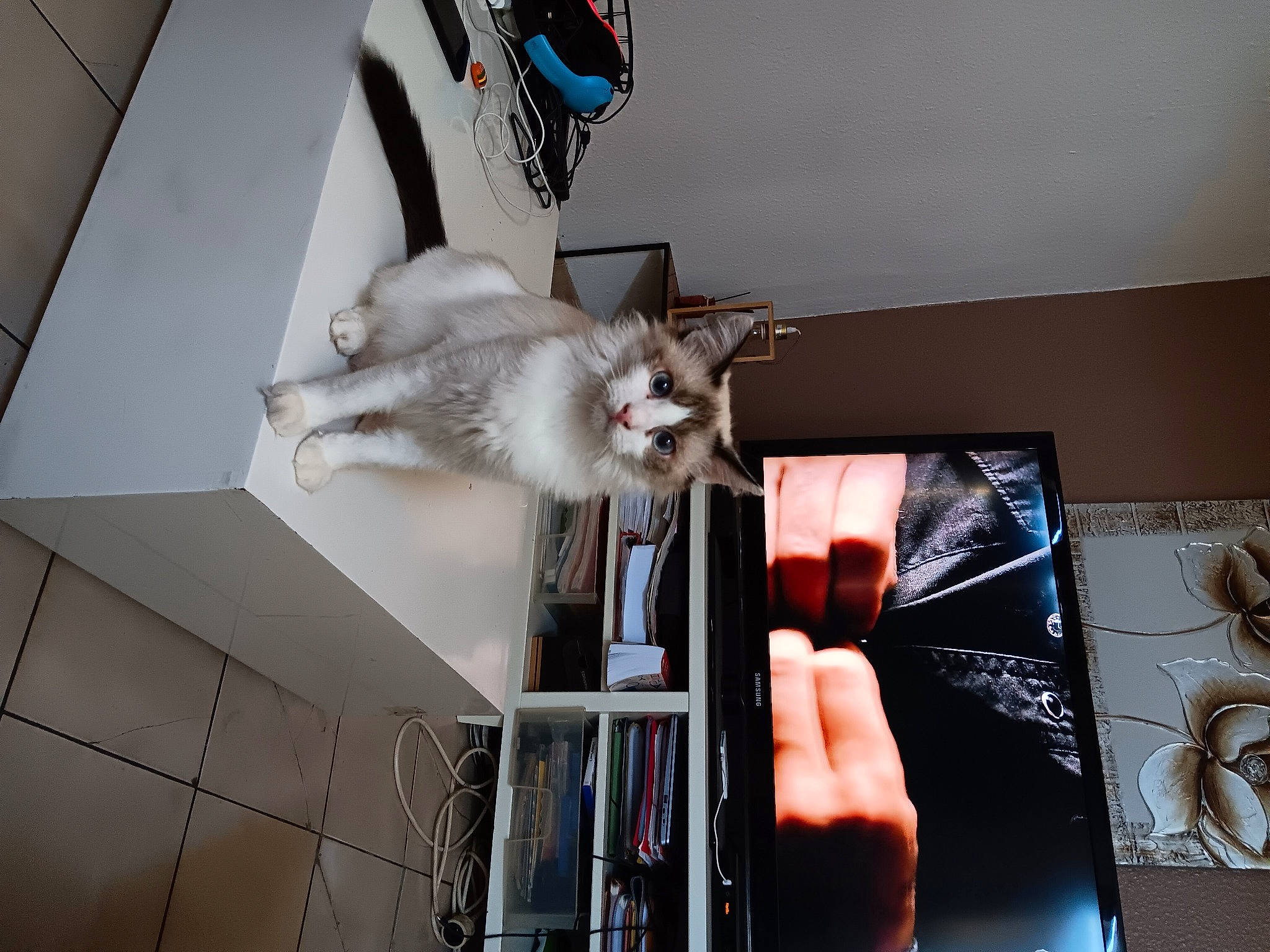 Khaleesi a rejoint le concours — aidez-le/la à gagner de superbes lots ! art, bookcase, carnivore, cat, ceiling, domestic_short_haired_cat, felidae, fur, house, mammal, metal, room, shelf, shelving, small_to_medium_sized_cats, tail, visual_arts, whiskers