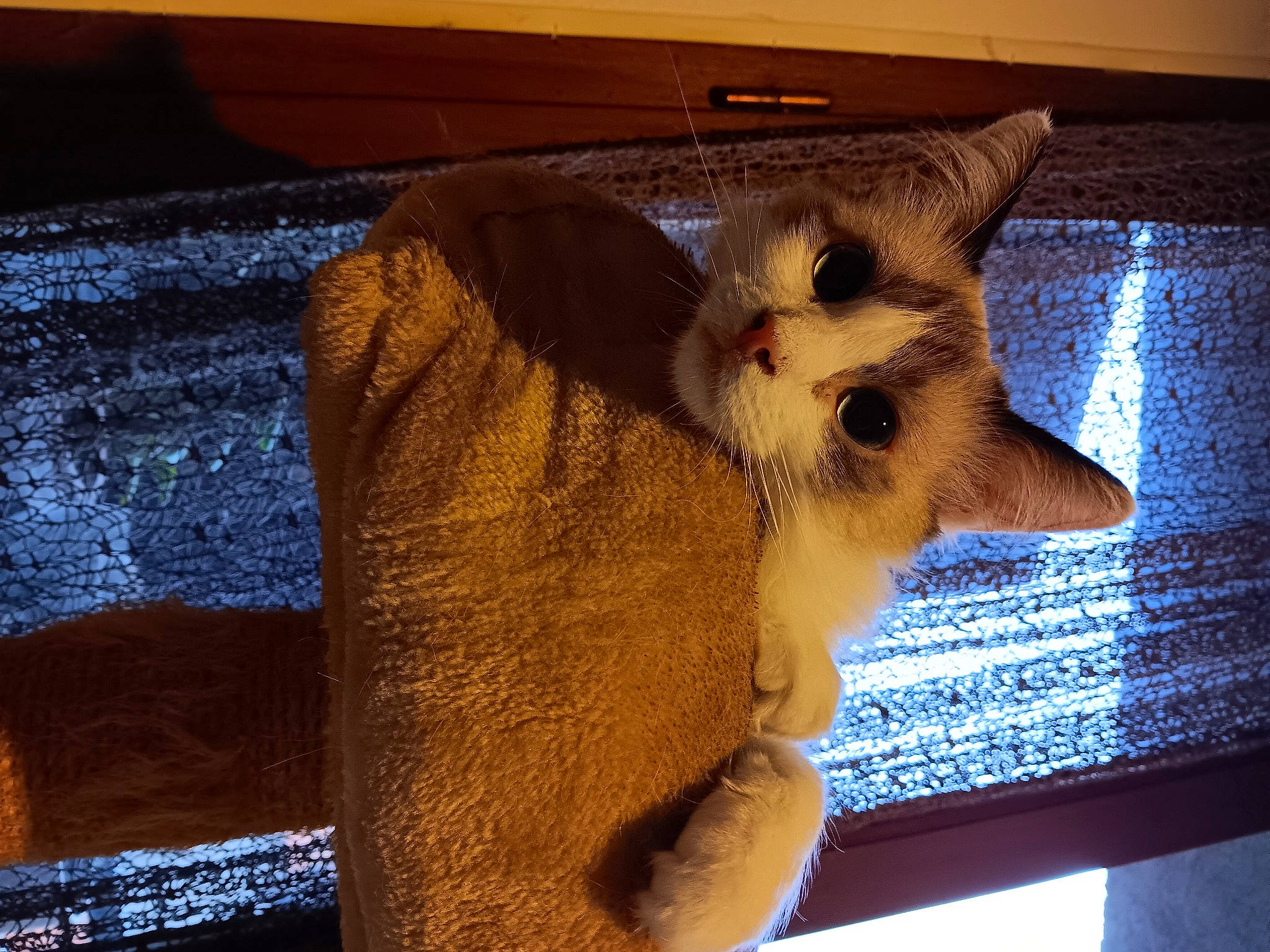 Khaleesi a rejoint le concours — aidez-le/la à gagner de superbes lots ! canidae, carnivore, cat, claw, domestic_short_haired_cat, fawn, felidae, fur, metal, paw, small_to_medium_sized_cats, snout, tail, whiskers, window, wood