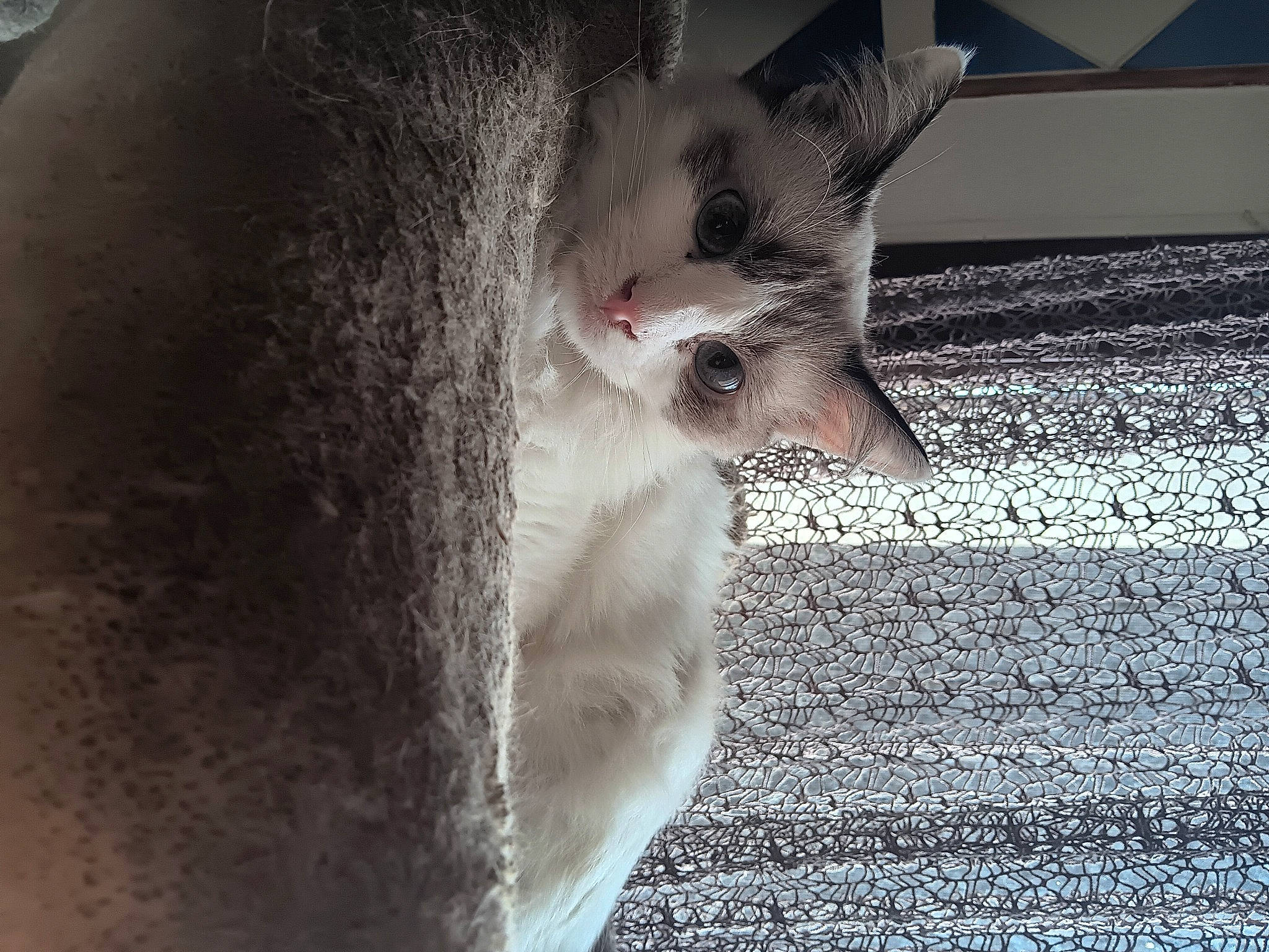 Khaleesi participe au concours pour gagner de l'argent avec cette photo : carnivore, cat, claw, comfort, domestic_short_haired_cat, fawn, felidae, fur, grey, monochrome_photography, nap, paw, photo_caption, small_to_medium_sized_cats, snout, tail, terrestrial_animal, whiskers, wildlife, window