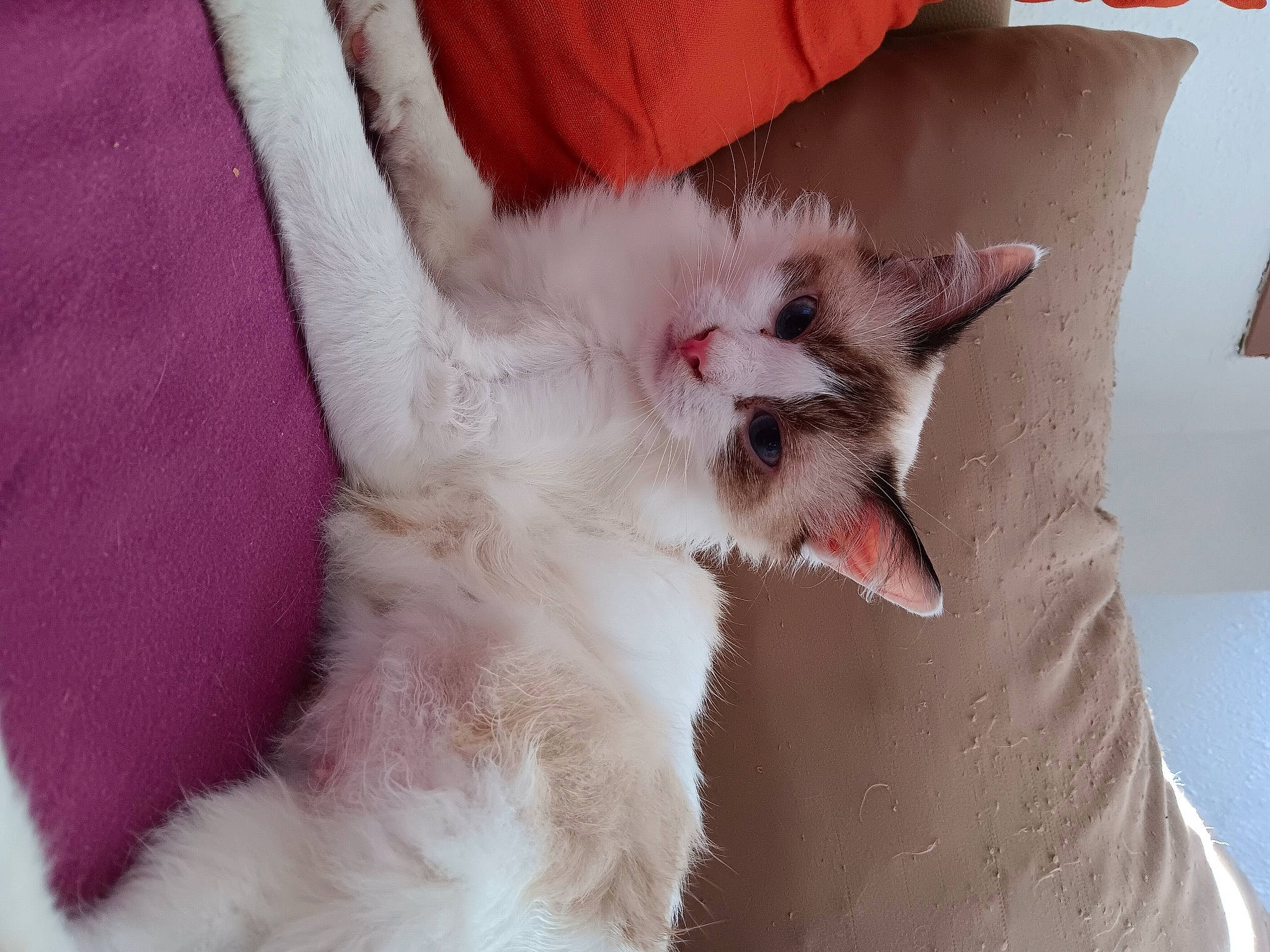 Khaleesi participe au concours pour gagner de l'argent avec cette photo : balinese, carnivore, cat, cat_bed, cat_supply, claw, comfort, domestic_short_haired_cat, fang, fawn, felidae, fur, paw, small_to_medium_sized_cats, snout, tail, whiskers, yawn