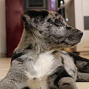 Aaron a rejoint le concours — aidez-le/la à gagner de superbes lots ! puppy, dog, merle_coat, indoor, floor, tile_floor, pet, canine, animal, young_dog, fur, laying_down, side_view, curious, domestic_animal, house, red_furniture, background_blur, snout, ears