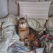 Kaila participe au concours pour gagner de l'argent avec cette photo : cat, tabby, pet, animal, indoor, bed, blanket, pillow, furniture, fur, green_eyes, resting, cozy, domestic, cute, whiskers, ears, relaxed, soft, comfortable