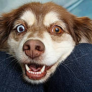 Luciaowvnnscsp is registered to the contest to win money with this photo: dog, heterochromia, blue_eye, brown_eye, close_up, pet, canine, fur, snout, teeth, whiskers, denim, knees, playful, happy, animal, domestic_animal, cute, face, expression