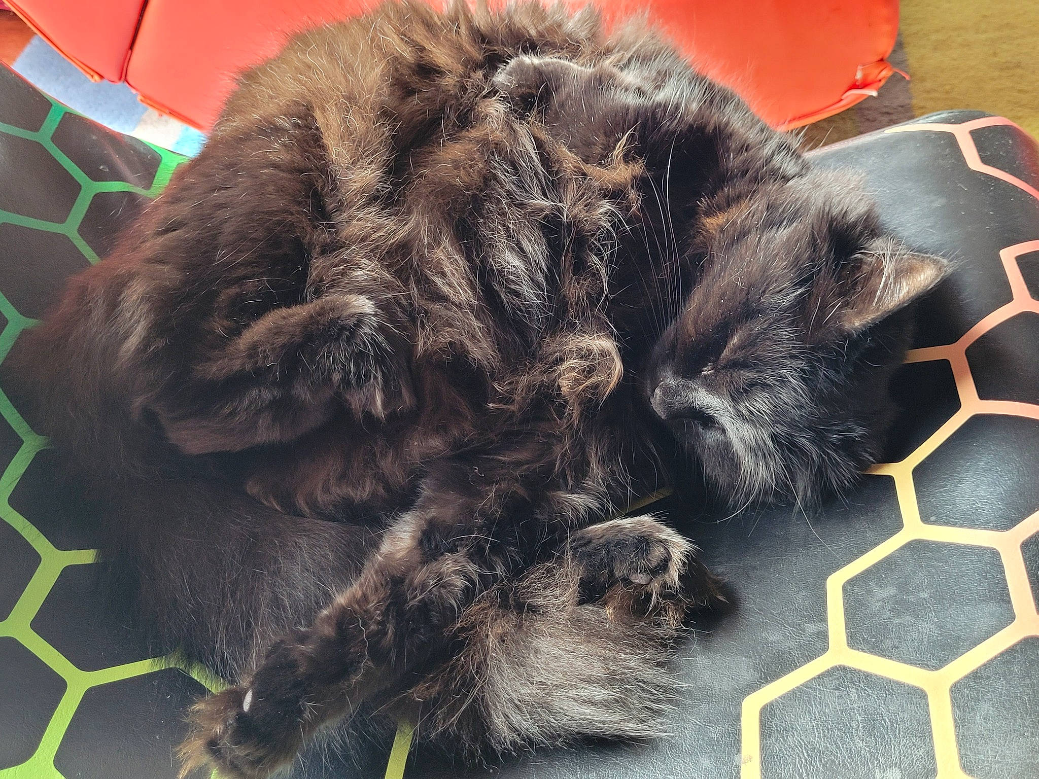 Bonnie is registered to the contest to win money with this photo: animal_shelter, cage, carnivore, cat, cat_supply, claw, comfort, dog_breed, domestic_short_haired_cat, felidae, fur, mesh, nap, paw, small_to_medium_sized_cats, snout, tail, terrestrial_animal, whiskers, wire_fencing